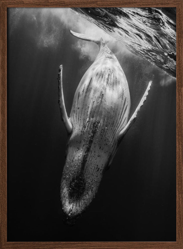 Black & Whale Poster